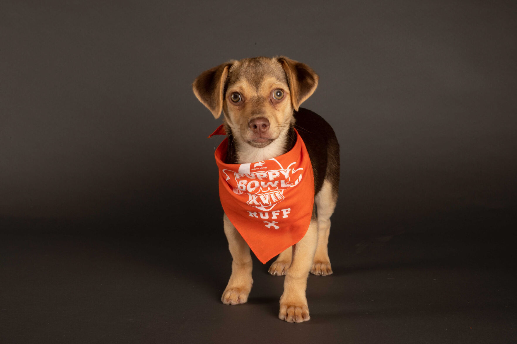 PUPPY BOWL XVII